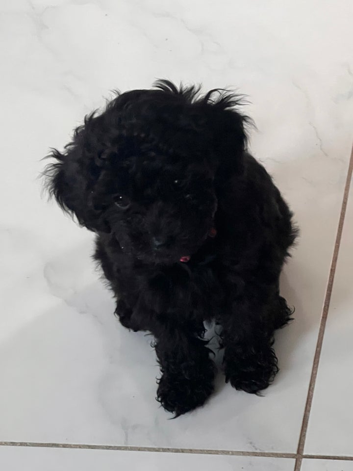 Maltipoo hvalp 6 mdr søger...