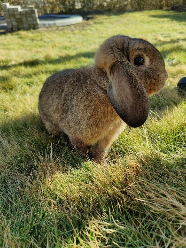 Kanin, Dværgkanin blanding, 4 år