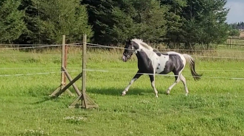 Pinto, hingst, 2 år