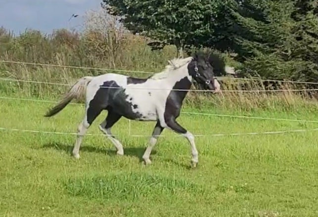 Pinto, hingst, 2 år