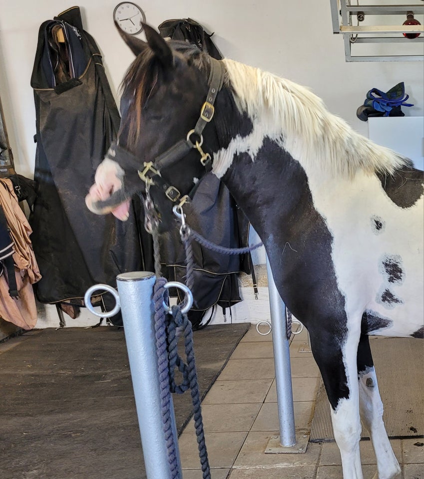 Pinto, hingst, 2 år