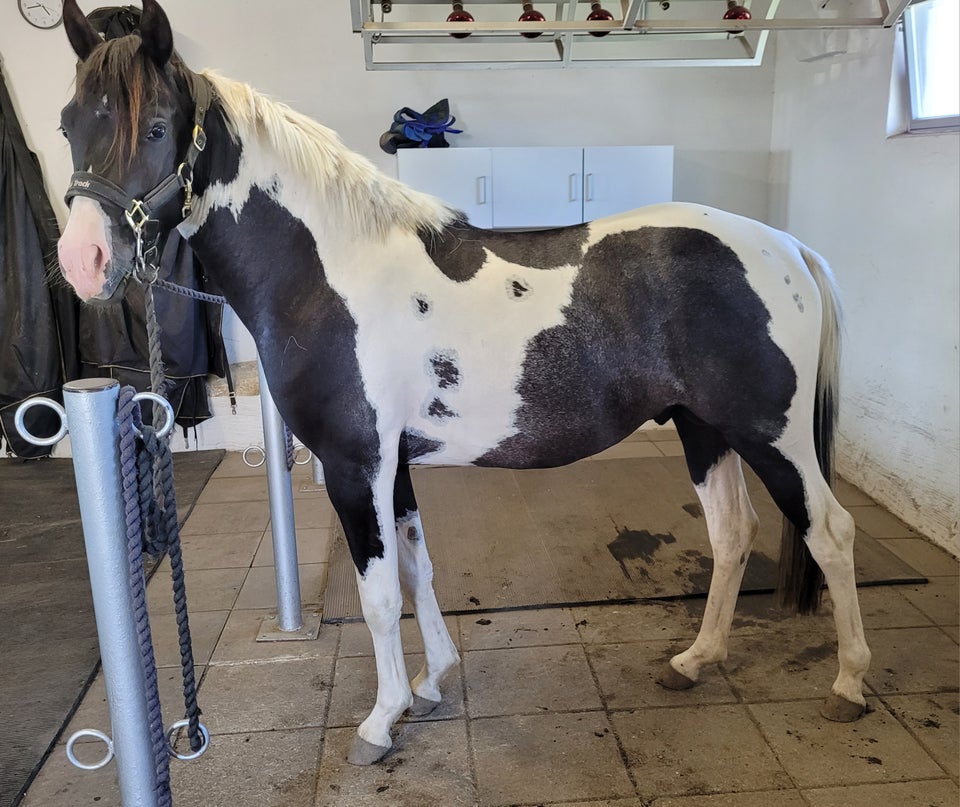 Pinto, hingst, 2 år