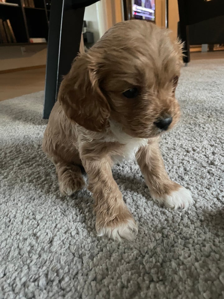 Cavapoo hvalpe 6 uger