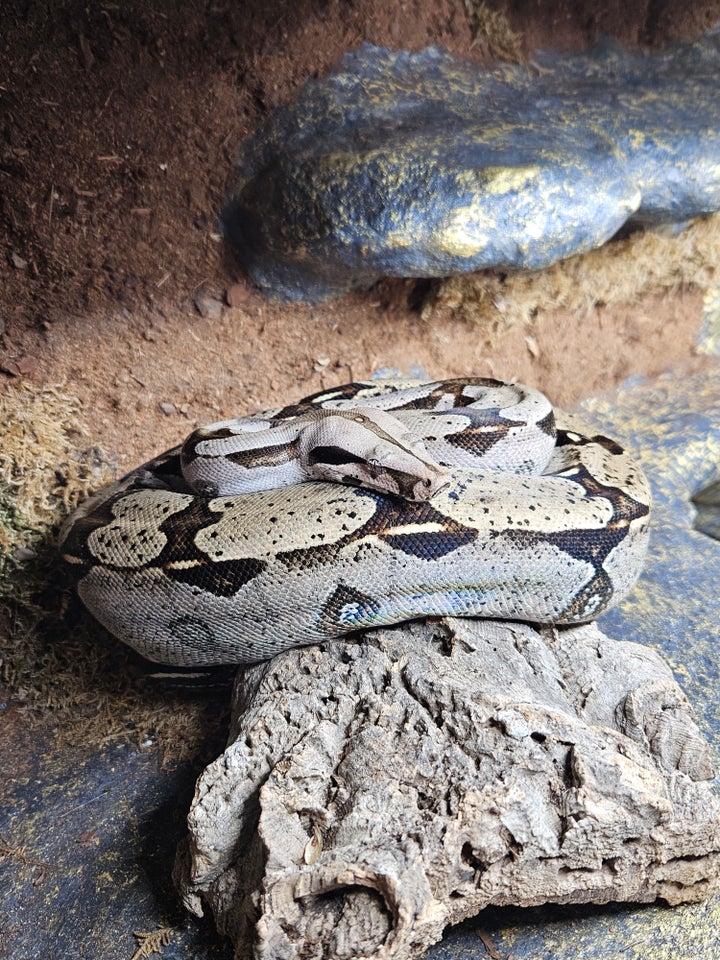 Slange Guyana Boa