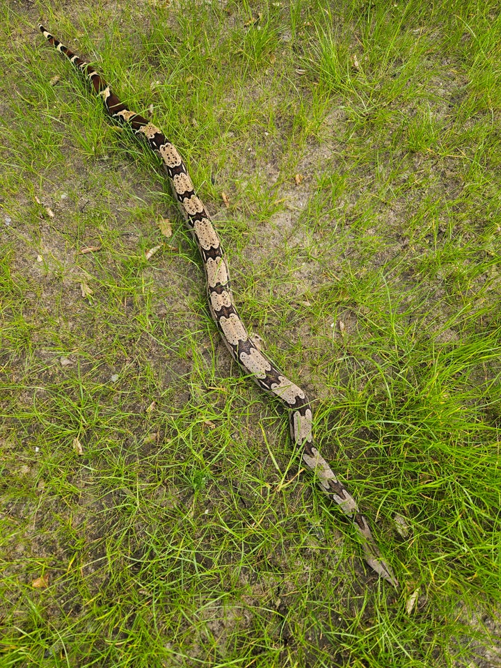 Slange Guyana Boa