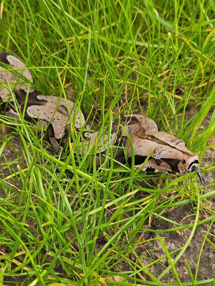 Slange Guyana Boa