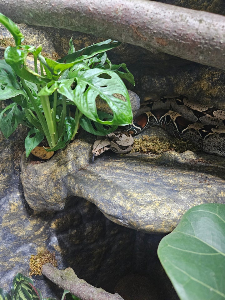 Slange Guyana Boa