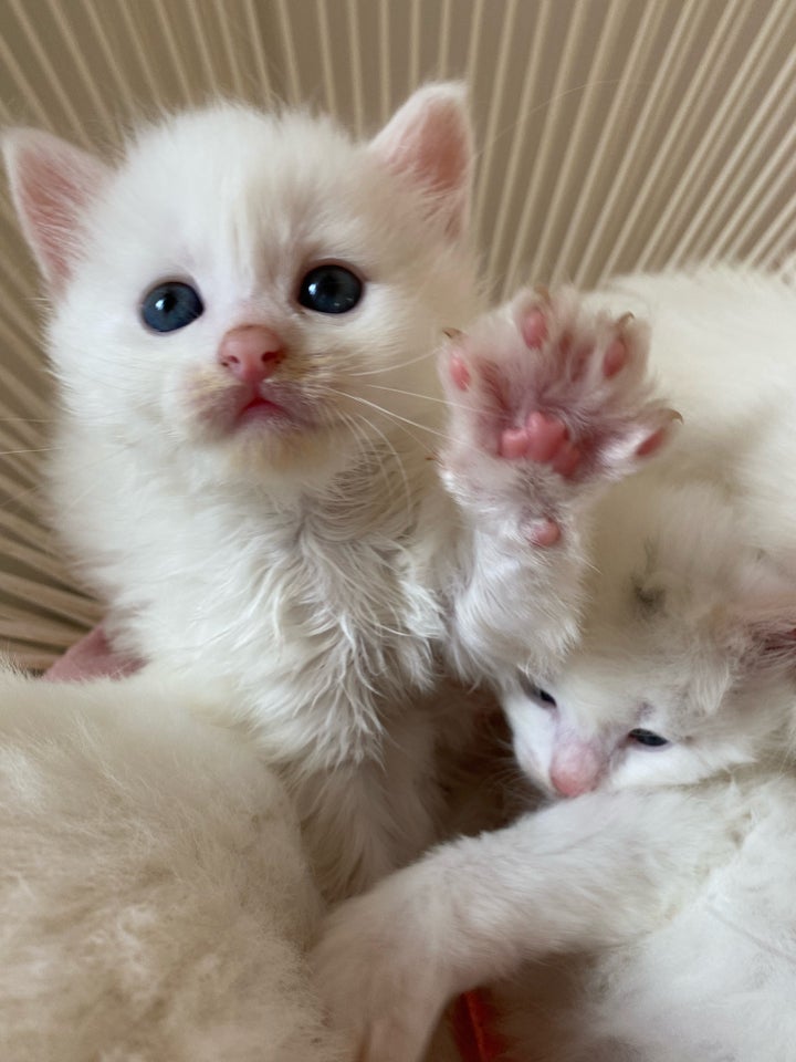 Hunkilling, Angora /maincoon, 7