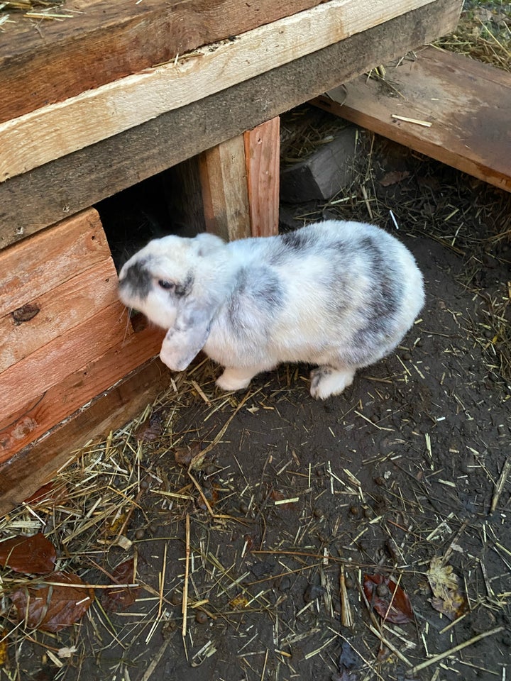 Kanin, Ukendt race, 0 år