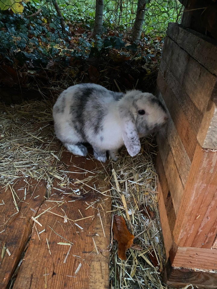 Kanin, Ukendt race, 0 år