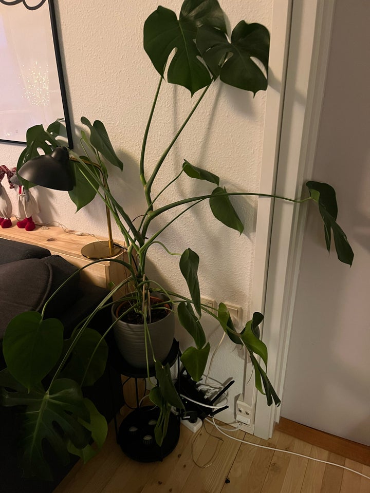 Monstera plante , Stueplanter