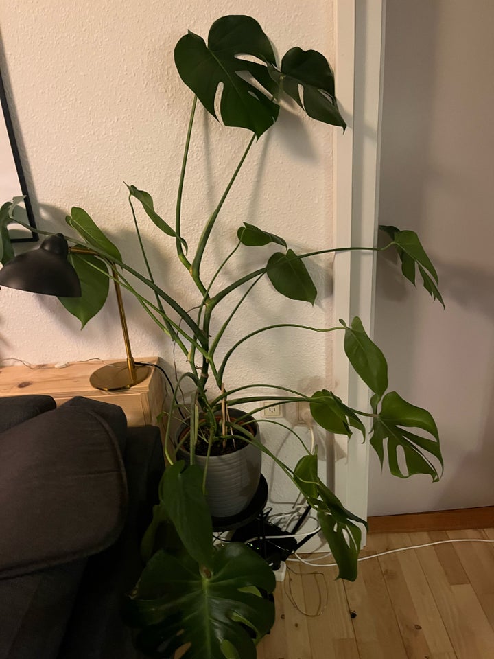 Monstera plante , Stueplanter