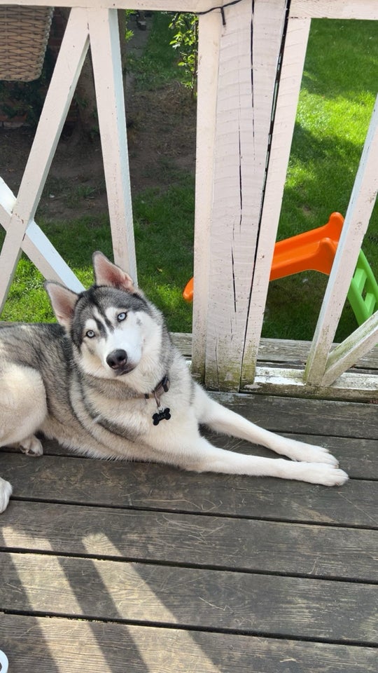 Sibirien husky, hund, 11 mdr.