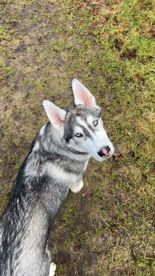 Sibirien husky, hund, 11 mdr.