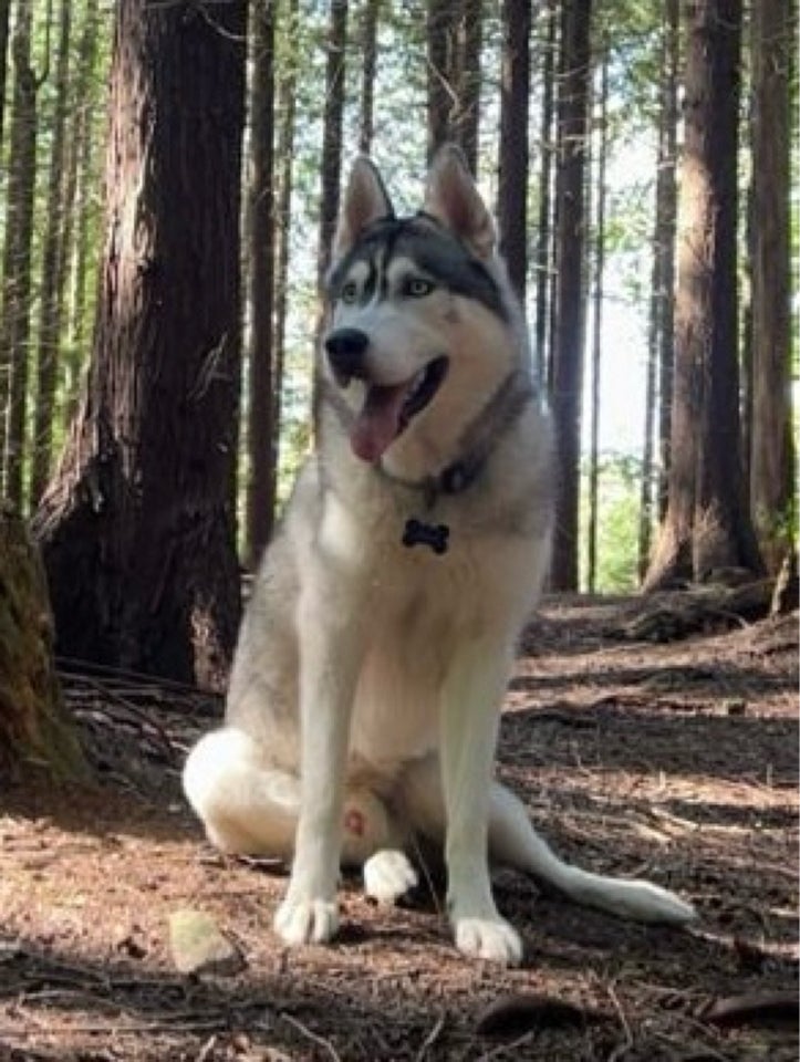 Sibirien husky, hund, 11 mdr.