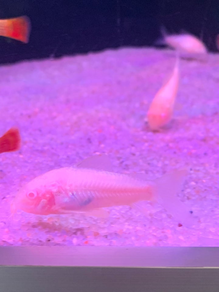 Corydoras albino, 50 stk.