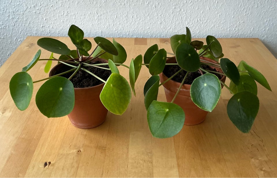 Stueplante, Pilea