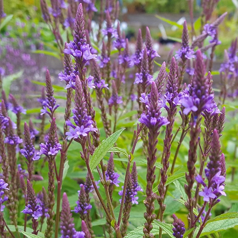 Flerårige blomster.,