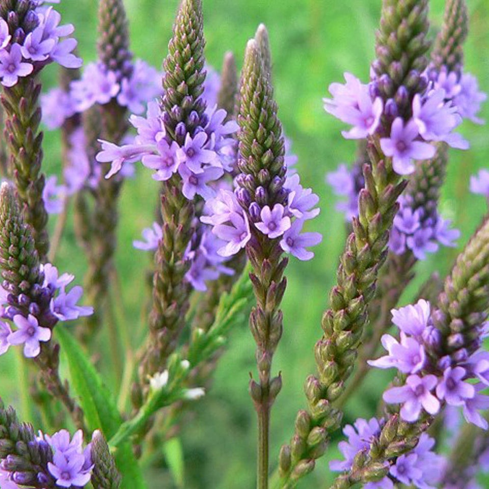 Flerårige blomster.,