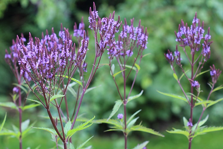 Flerårige blomster.,