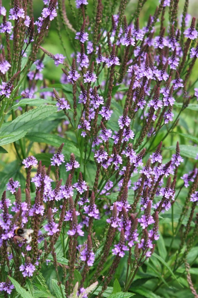 Flerårige blomster.,