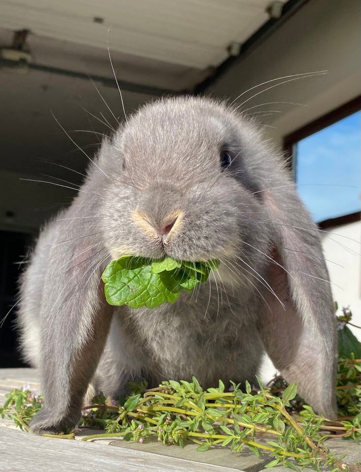 Kanin FRANSK VÆDDER HAN BLÅ OTTER