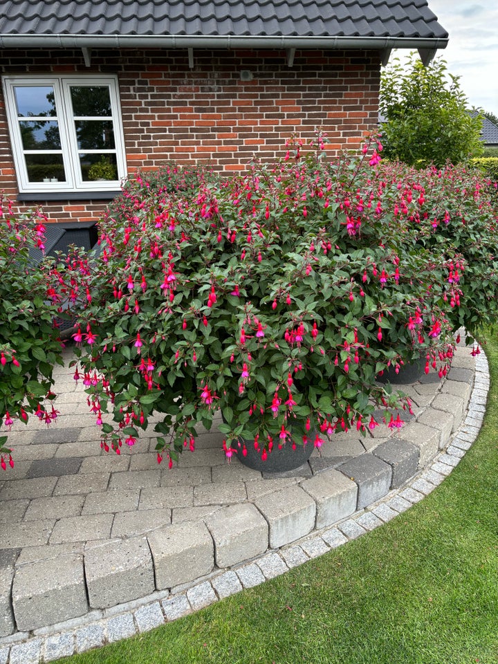 Gamle planter Fuchsia