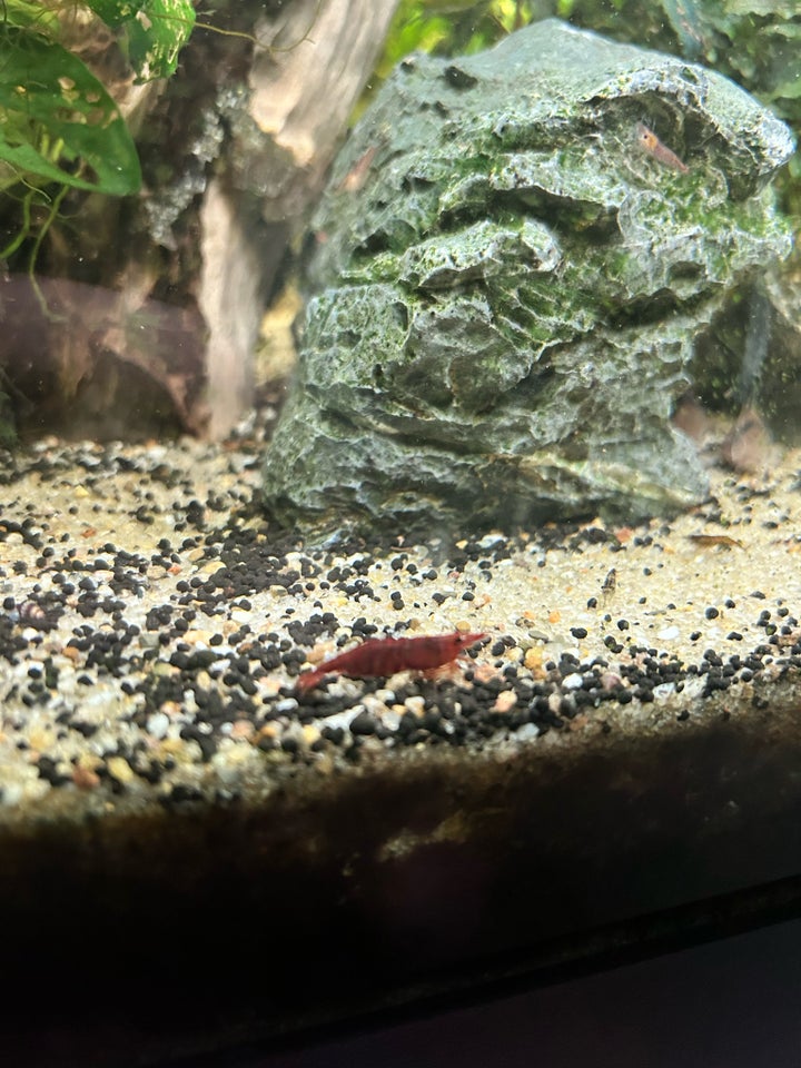 Neocaridina bloody Mary Røde