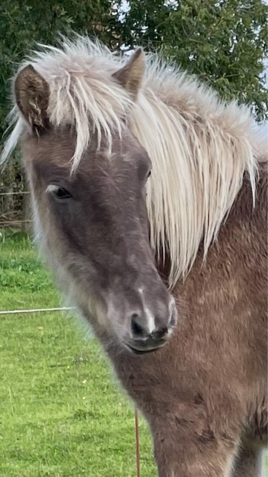 Islænder, hoppe, 1 år