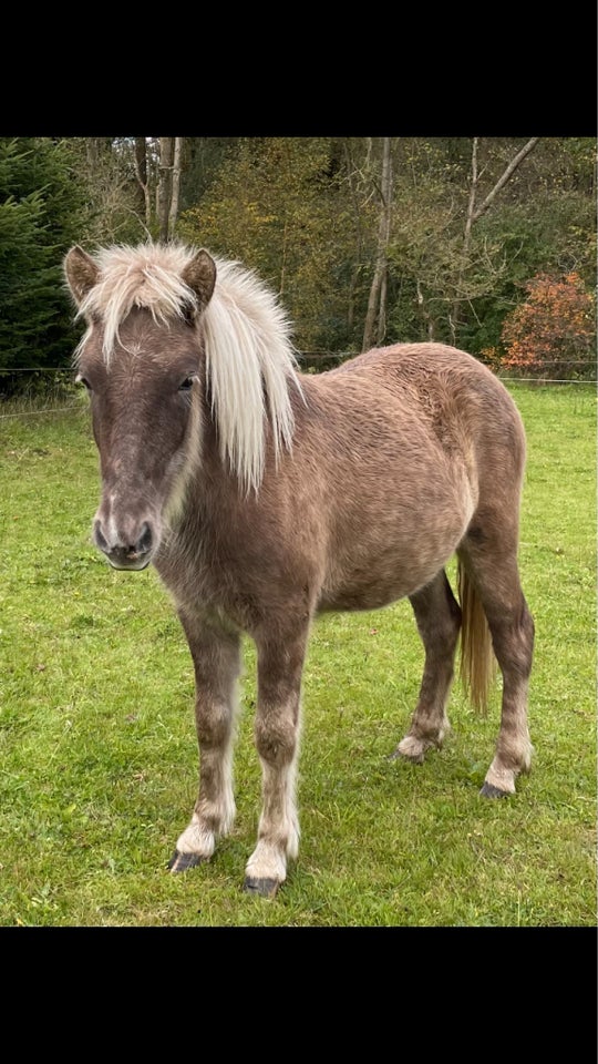 Islænder, hoppe, 1 år