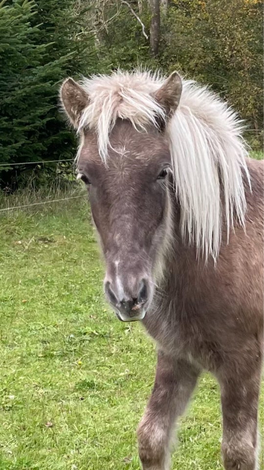 Islænder, hoppe, 1 år