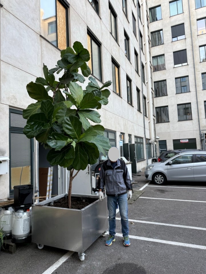 Giant Fiddle-Leaf Fig Tree