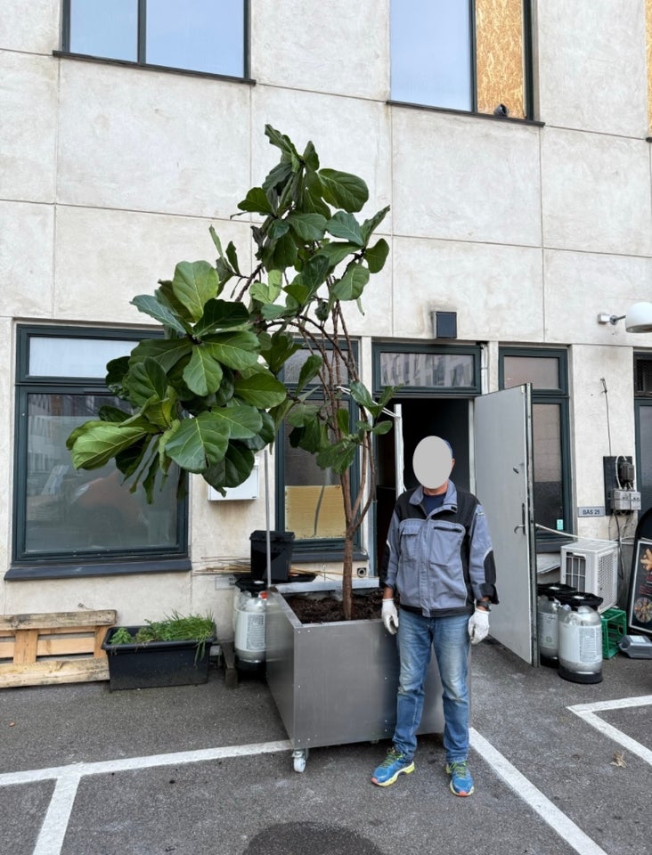 Giant Fiddle-Leaf Fig Tree