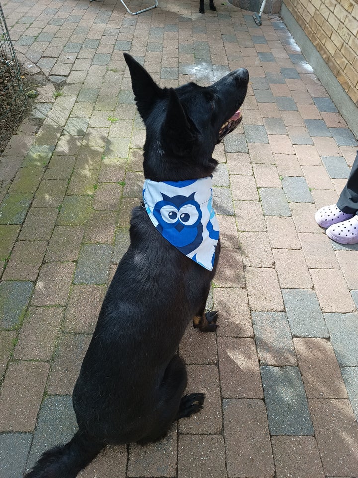 Hundebeklædning Bandana