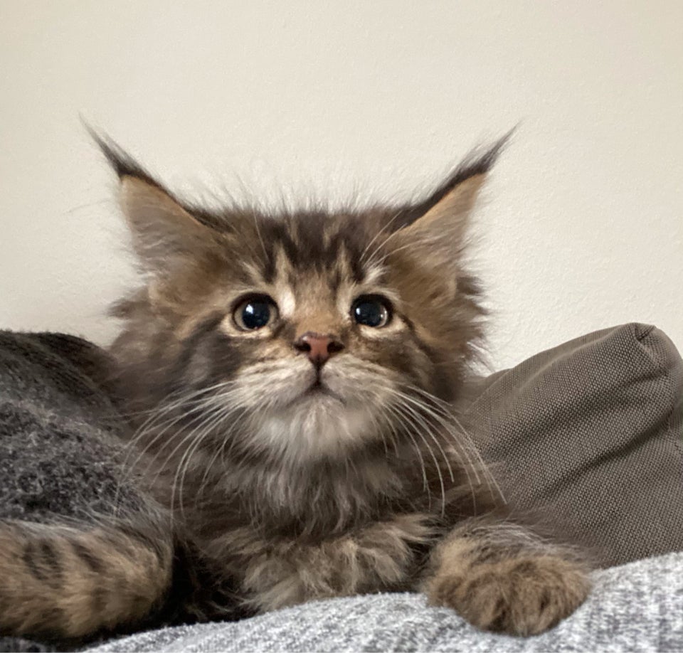 Flere killinger, MAINE COON, 12