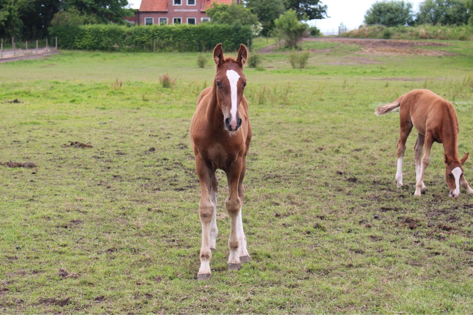 Frederiksborg hingst 0 år