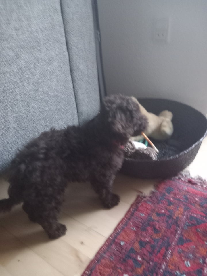 Maltipoo, hvalpe, 12 uger