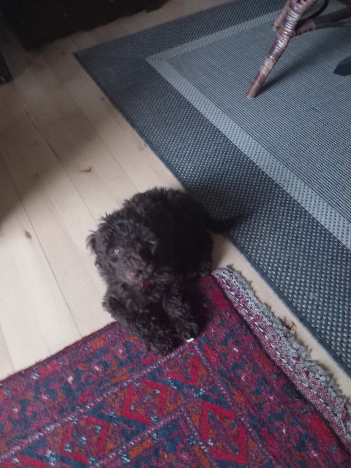 Maltipoo, hvalpe, 12 uger