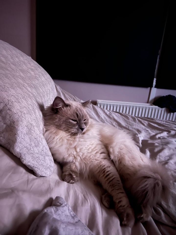 Hankat, Ragdoll, 2 år