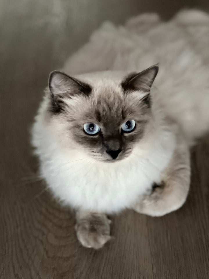 Hankat, Ragdoll, 2 år