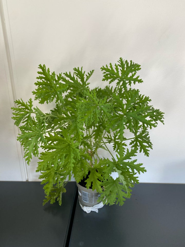 Plante i god vækst  Duft Geranium