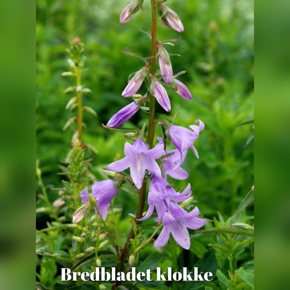 Blomsterfrø Klokke