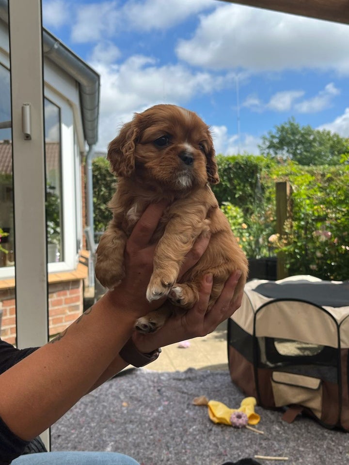 Cavalier King Charles hvalpe