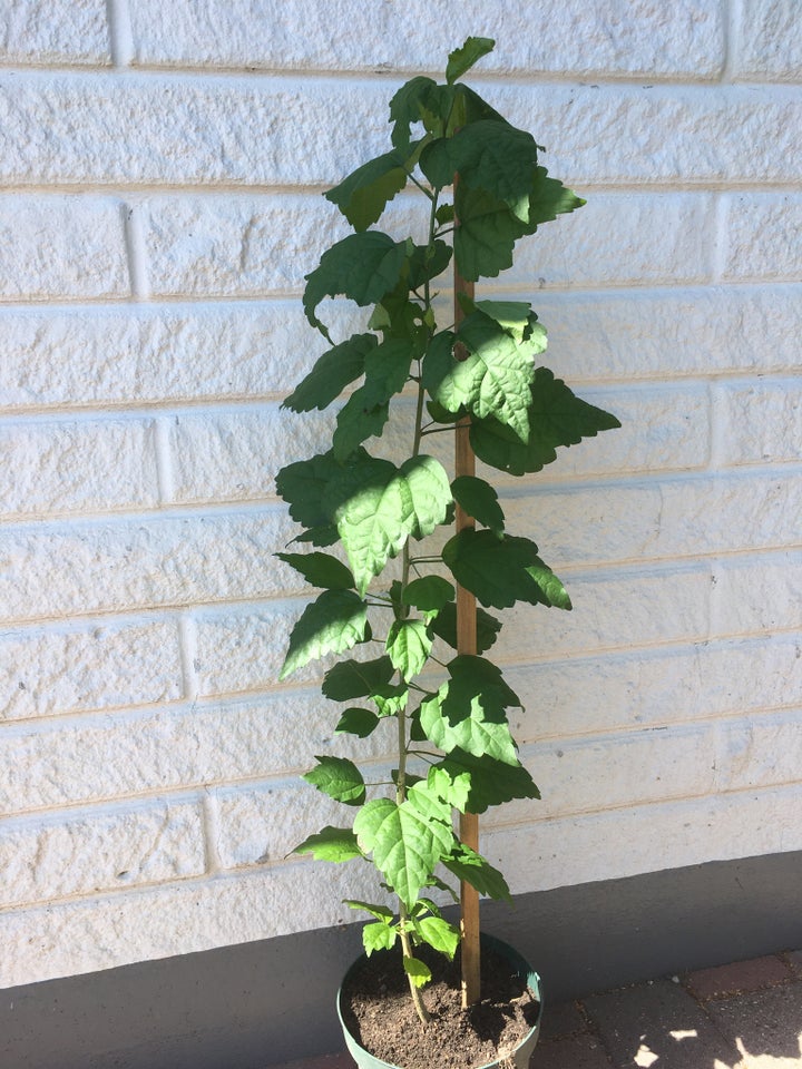 Hibiscus/syrisk rose Hibiscus