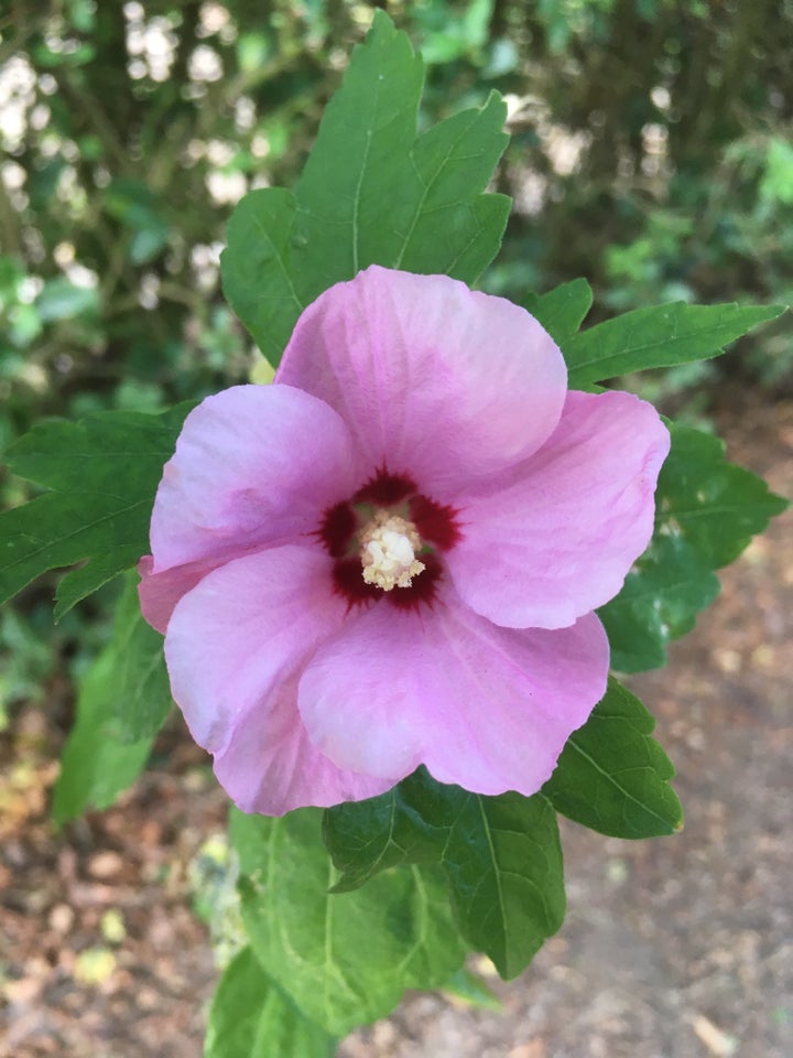 Hibiscus/syrisk rose Hibiscus