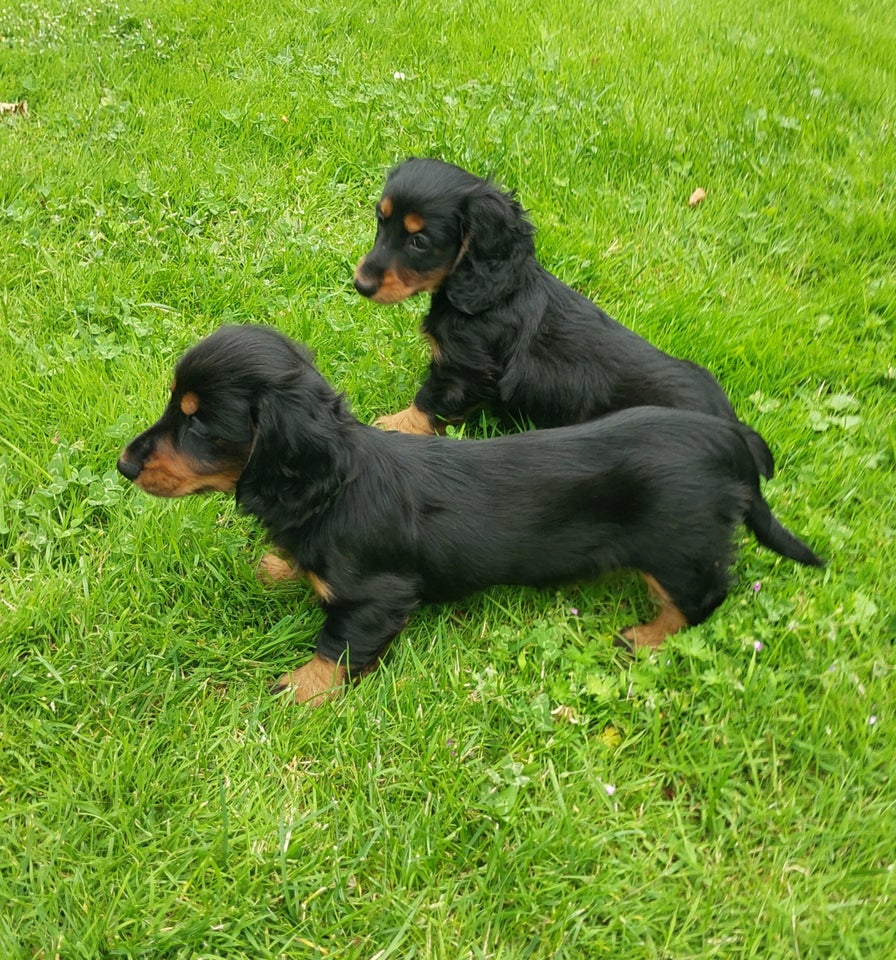 Langhåret dværg gravhund flere