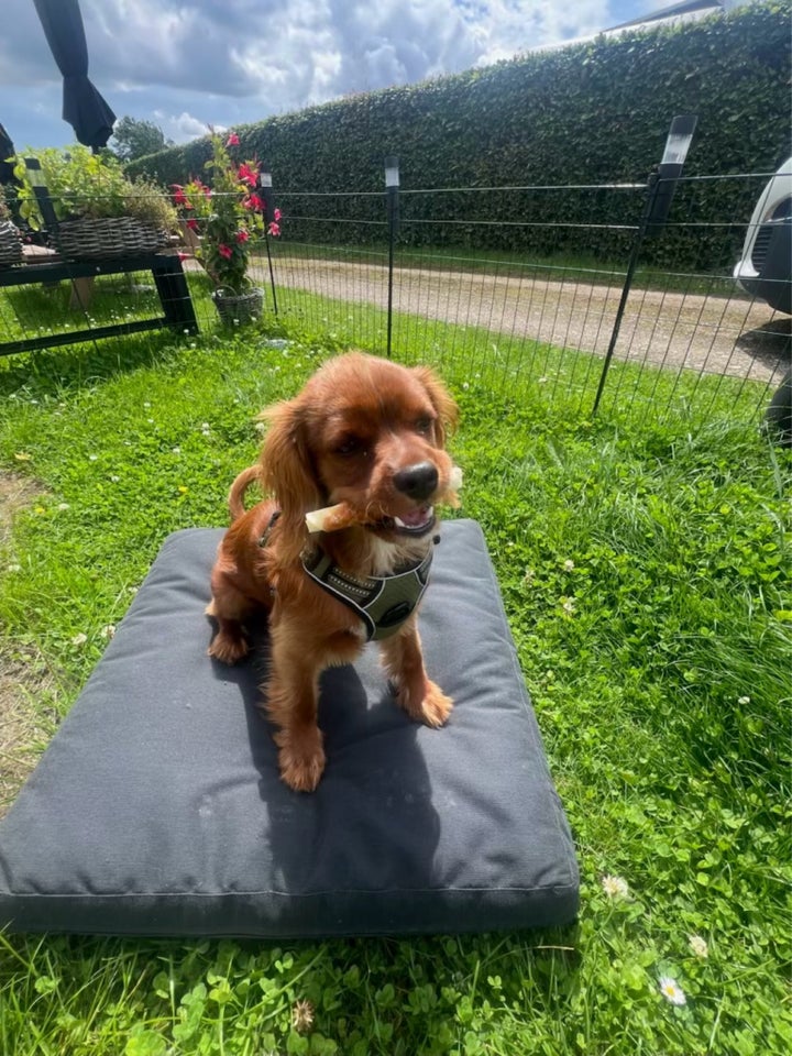 Cavalier King Charles spaniel,