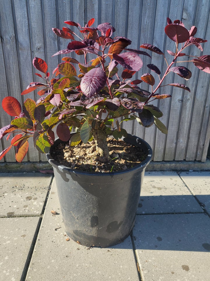 COTINUS COGGYGRIA 'ROYAL PURPLE',