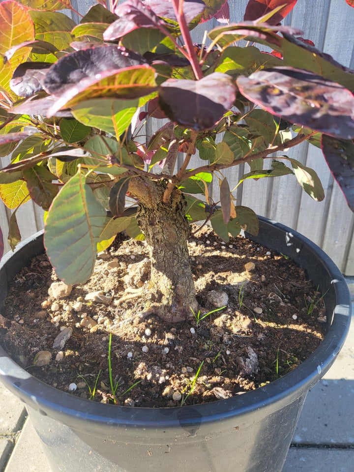 COTINUS COGGYGRIA 'ROYAL PURPLE',