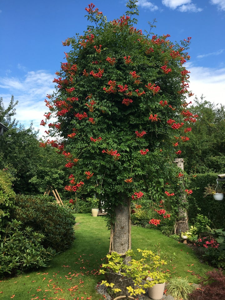 Slyngplante Campsis Radicans